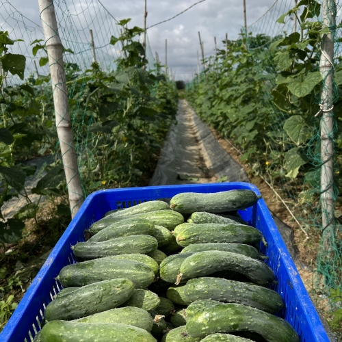 Dưa Chuột Nếp Hữu Cơ Của Yuuki Farm