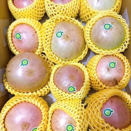 Vú sữa bơ hồng xuất khẩu Cần Thơ Fruit