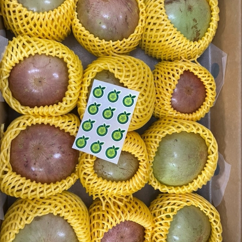 Vú sữa bơ hồng xuất khẩu Cần Thơ Fruit